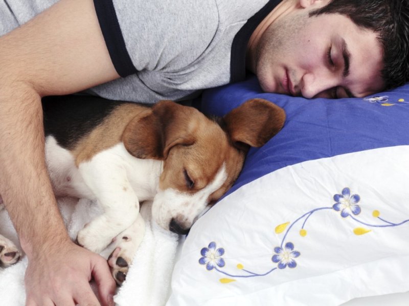 dormir-perro