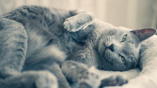 curiosidades-gatos