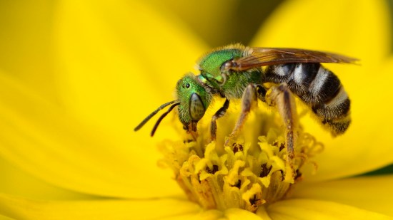 abeja