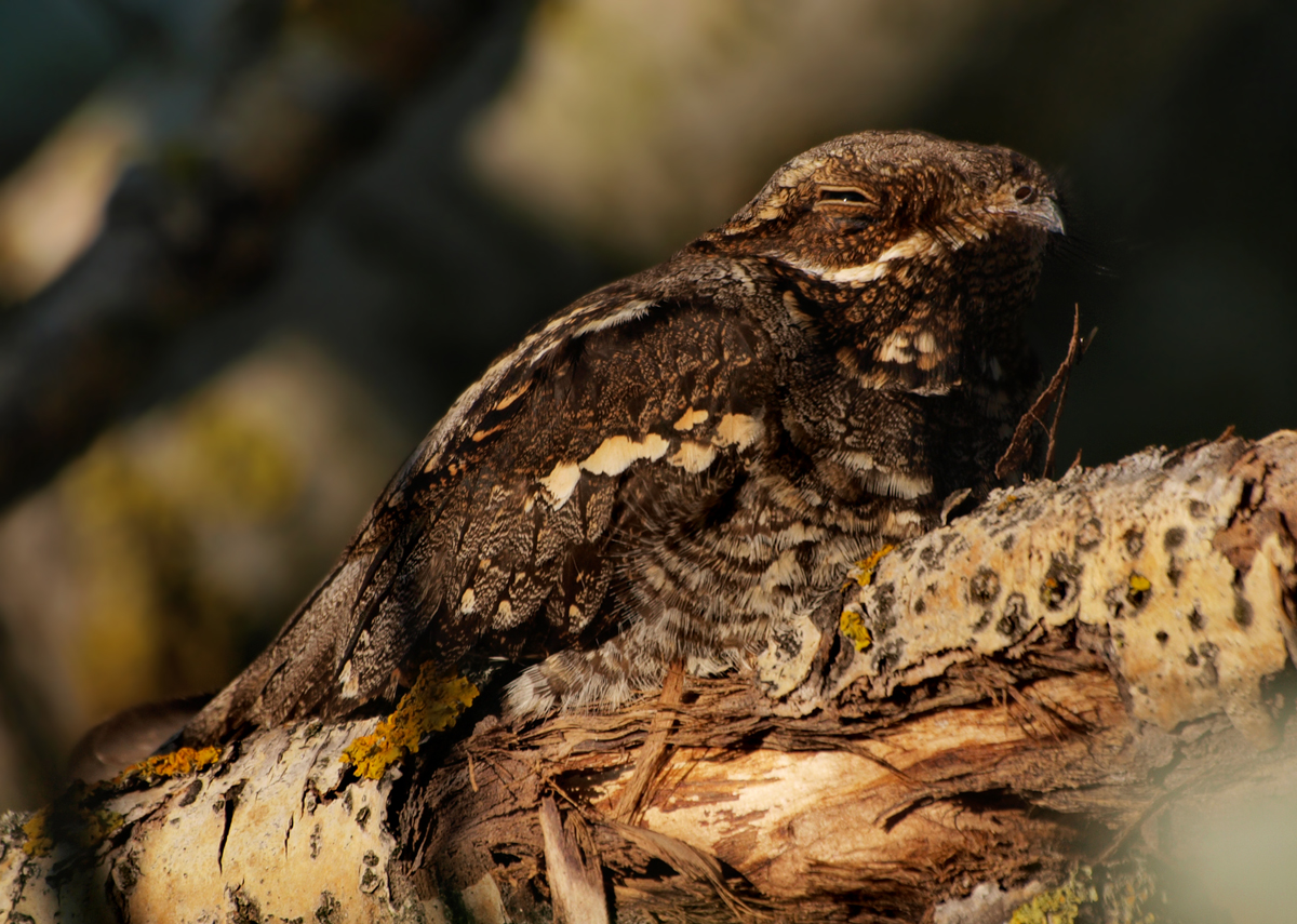 aves-hibernan