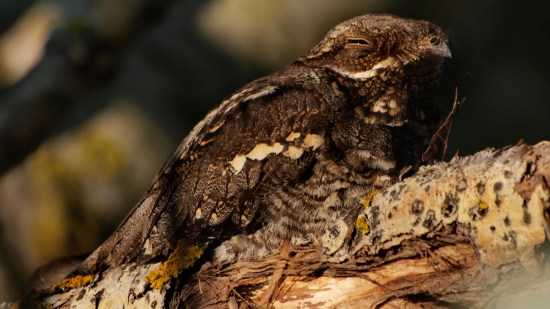 aves-hibernan