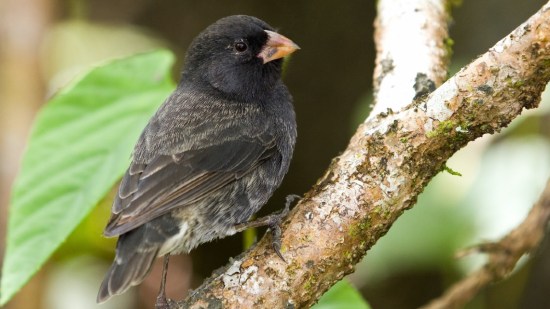 pinzoportada