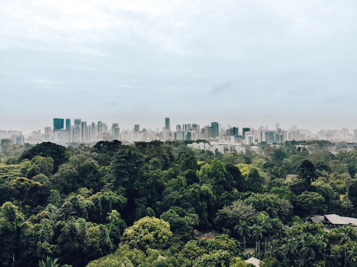 Los árboles enfrían la temperatura de la superficie terrestre de las ciudades