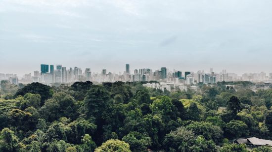 Los árboles enfrían la temperatura de la superficie terrestre de las ciudades