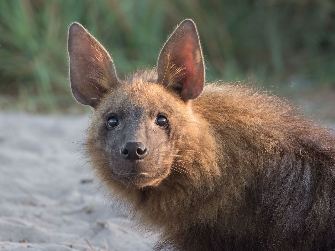 La hiena parda es considerada como una de las especies más raras