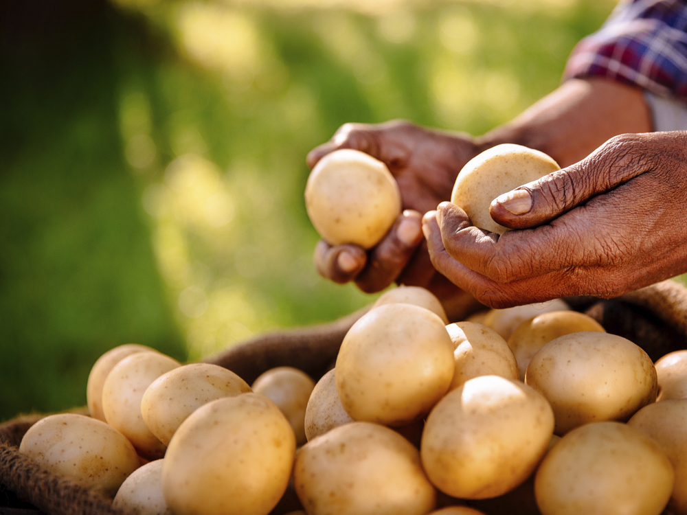 patatas