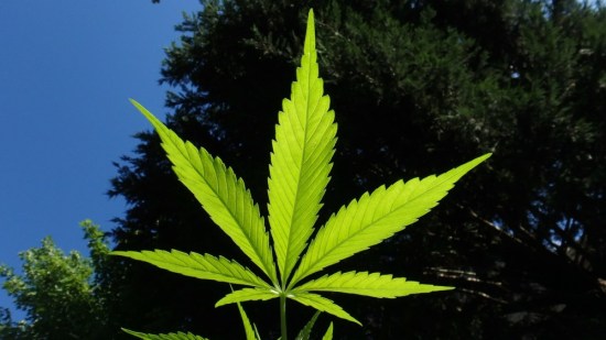 marihuana-adn