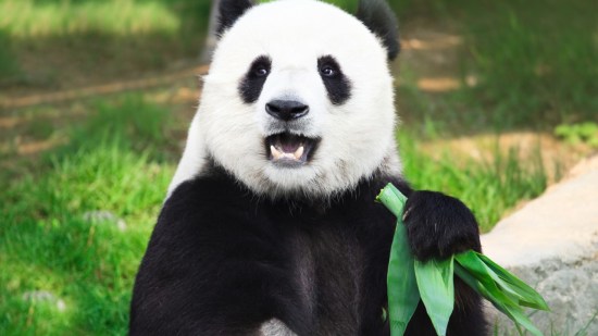 panda-bambu