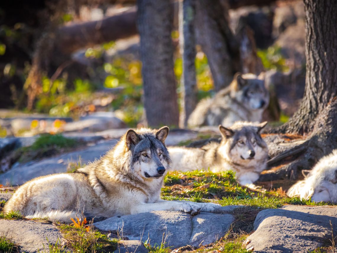 El lobo canadiense