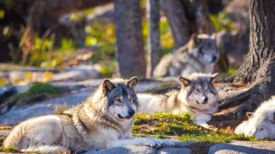 El lobo canadiense