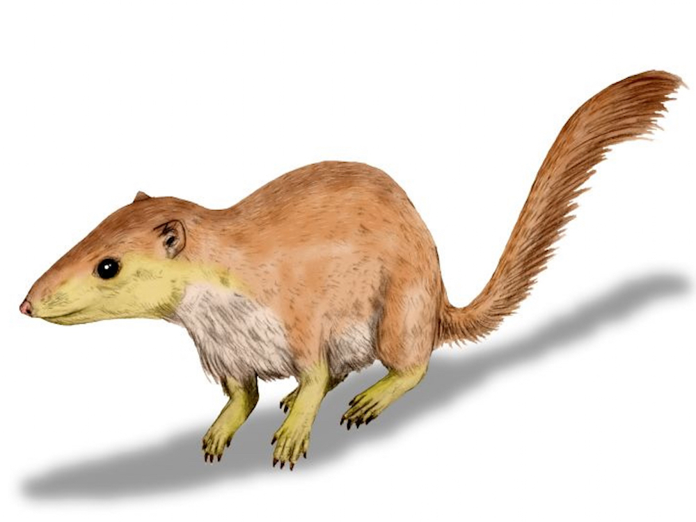 Purgatorius unio