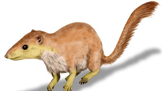 Purgatorius unio