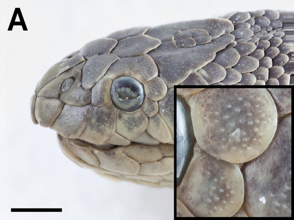 Serpiente marina