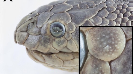 Serpiente marina
