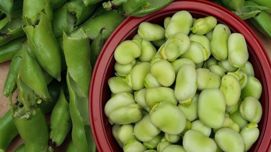 ¿Por qué comer habas puede ser mortal?