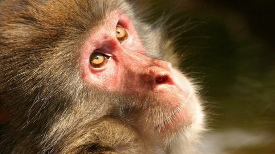 Macaco japonés