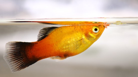 ¿Qué se les da de comer a los peces de acuario?
