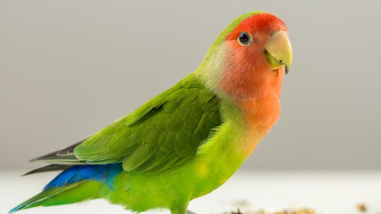 Agapornis con pipas