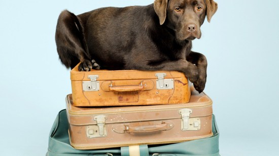 Labrador tumbado encima de maletas