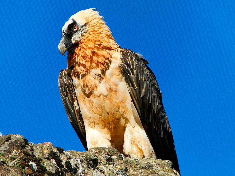 quebrantahuesos
