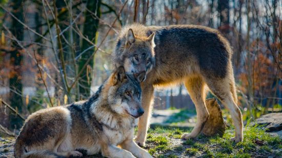 El origen del perro se localiza en los lobos