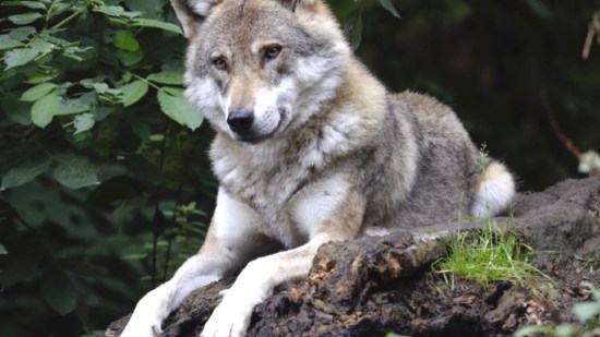 Lobo