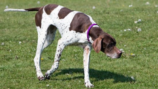 Razas de perros. Pointer, el perro que señala