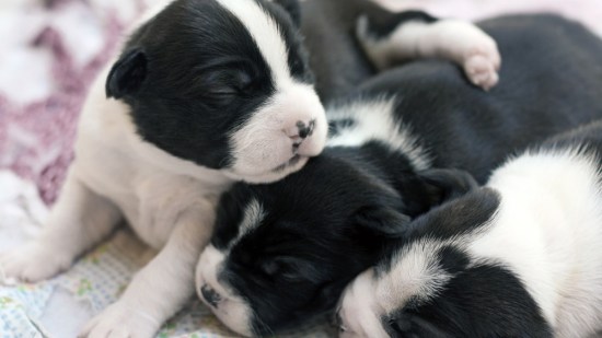 Estos cachorritos han nacido sin problema