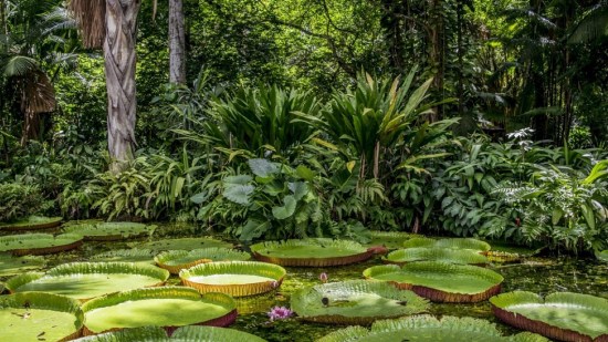 Amazonas