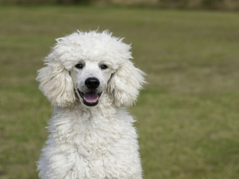 Razas de perros: caniche, el elegante lanudo