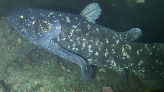 Un celacanto actual vivo en el Océano Índico
