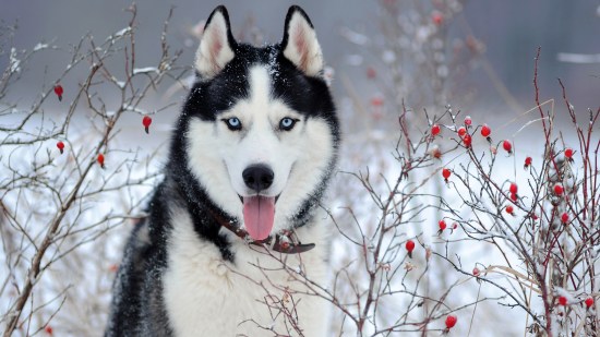 Husky siberiano