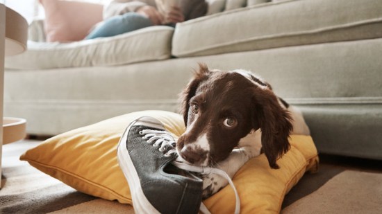 Perro mordiendo una zapatilla