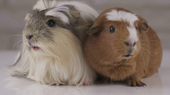 Dos cobayas