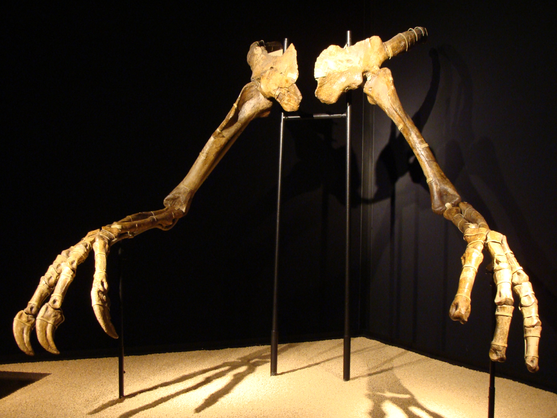 Deinocheirus