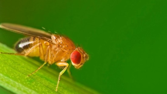 Insectos