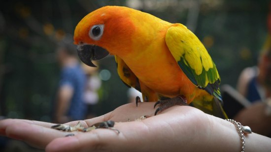 Comportamiento de las aves, la agresividad