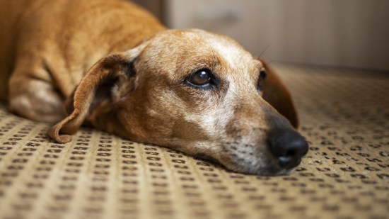 Perro triste