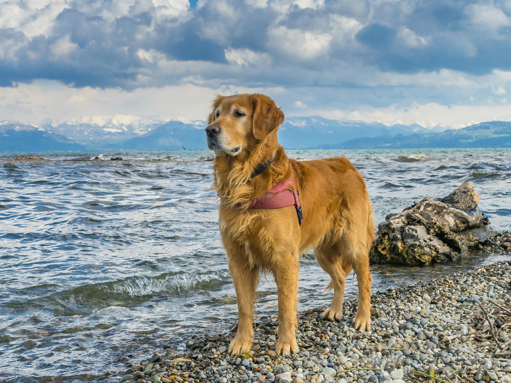 Perro en la playa