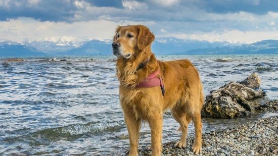 Perro en la playa