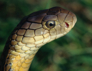 El veneno de la cobra ayudará en la lucha contra el cáncer