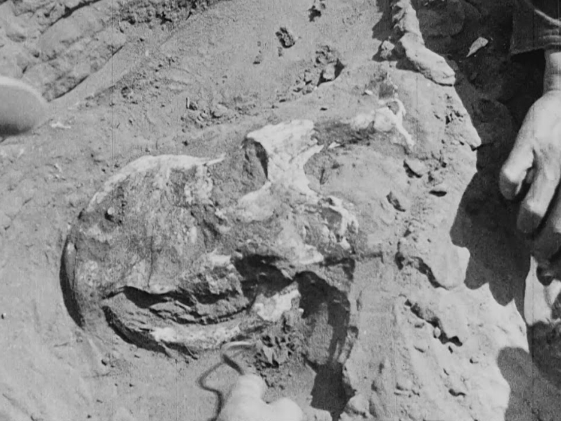 Dinosaurio en el desierto de Gobi