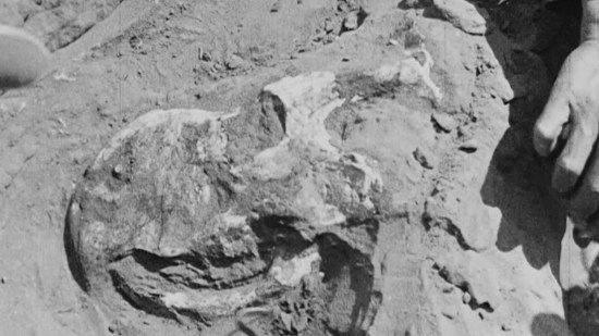 Dinosaurio en el desierto de Gobi