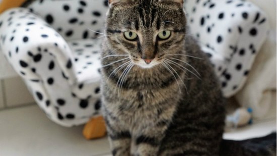 gato delante de un sofá pequeño
