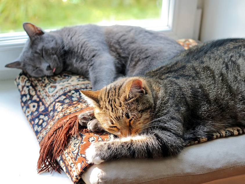 Dos gatos descansan juntos