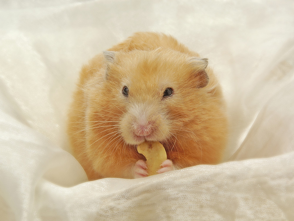 Hámster naranja comiendo frutos secos
