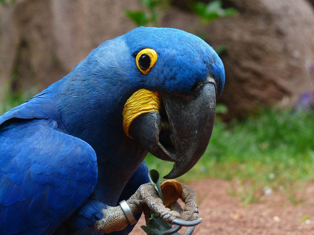 Un loro azul
