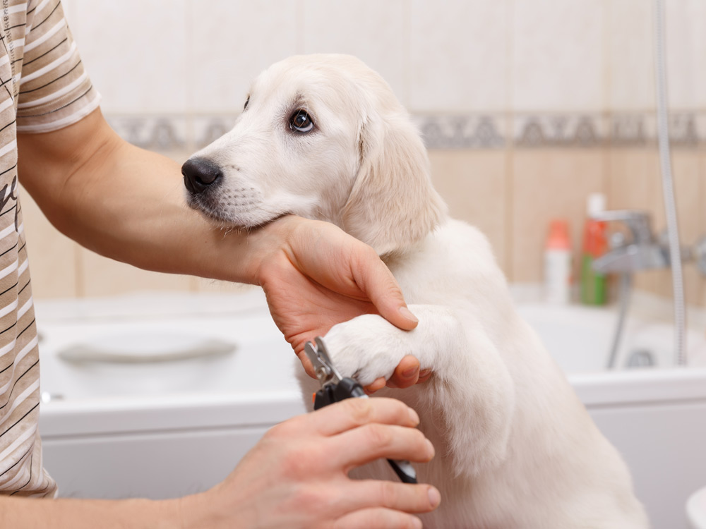 Un dueño corta las uñas a su perro