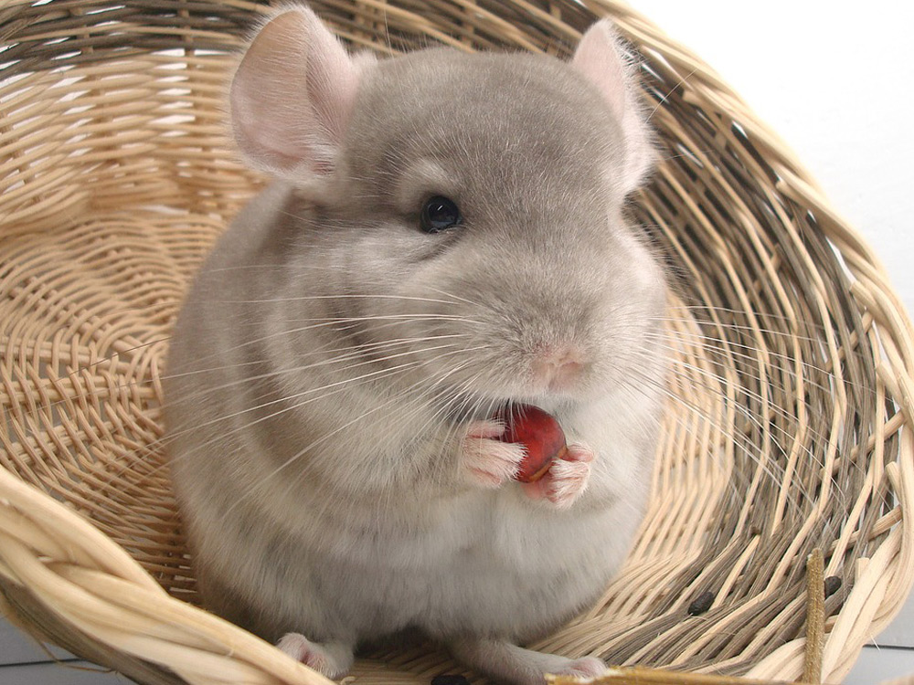 Una chinchilla gris comiendo una avellana