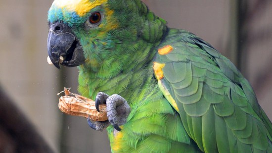 Un loro comiendo un cacahuete